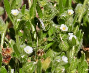 Bloodweed