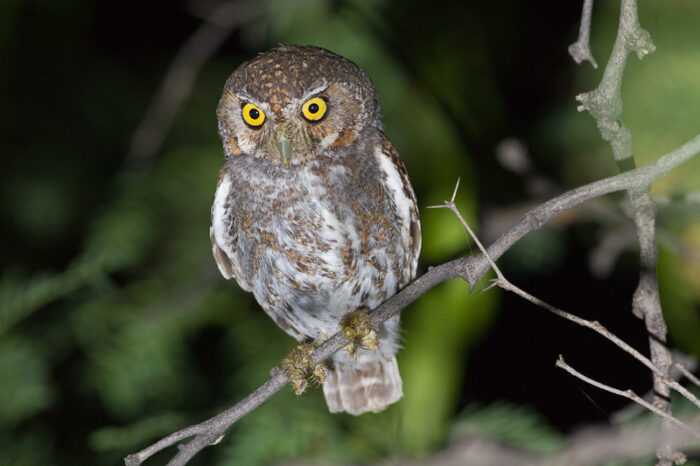 Elf Owl