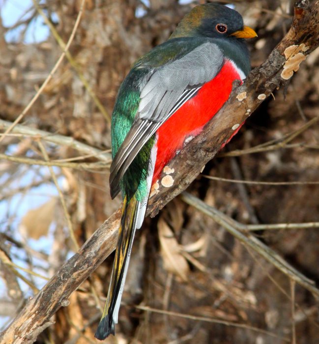 NATADVEN-Birding