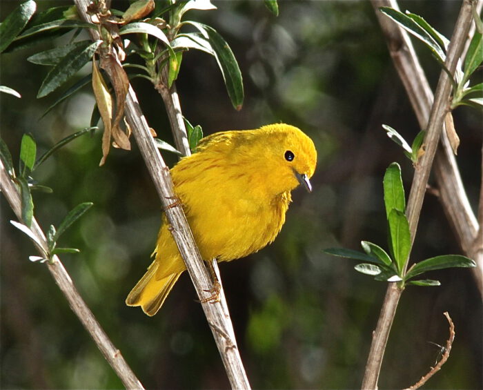 Yellow Warbler