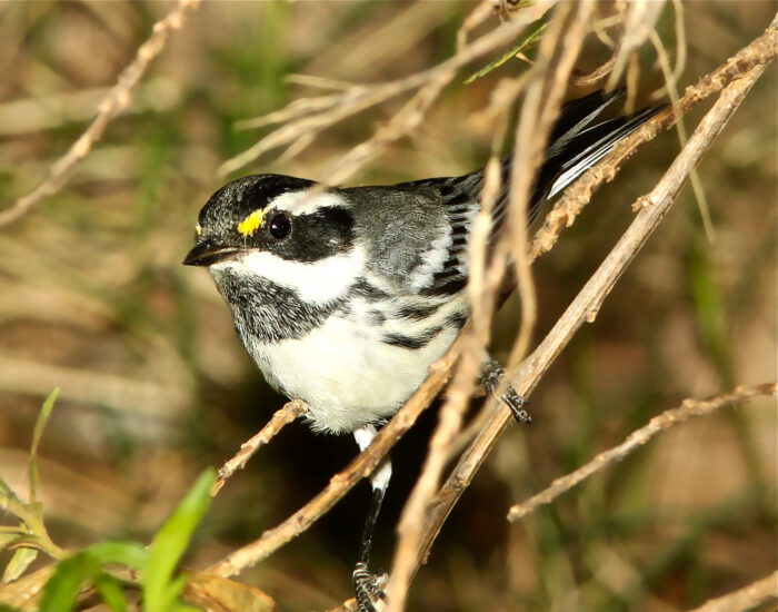 Black-throated Gray Warbler