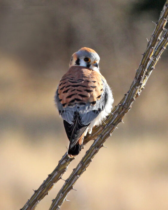 American kestrel