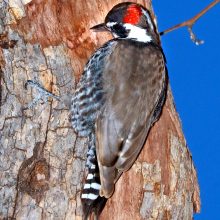 az-woodpecker