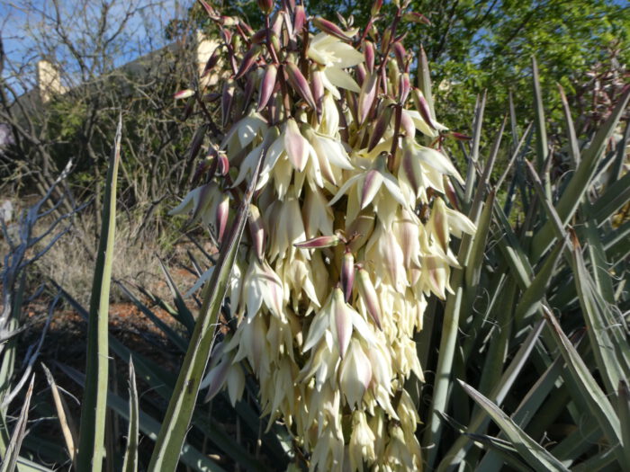 Banana Yucca
