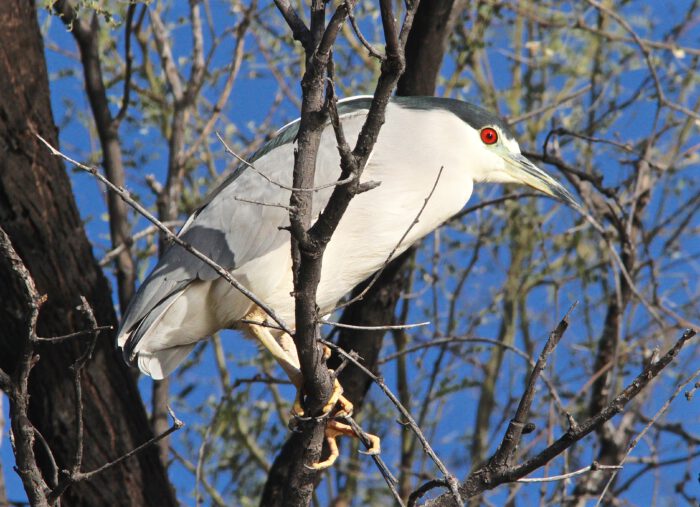 Black-crowned Night Heron