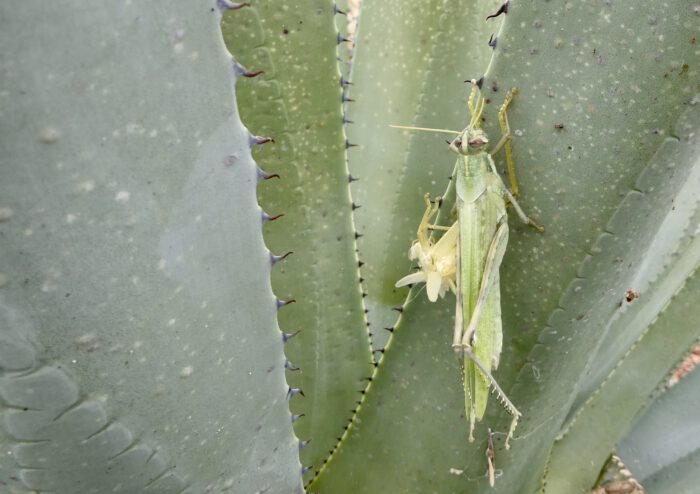 Bird grasshopper