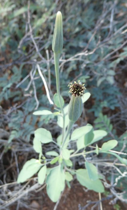 Bolivian Cilantro