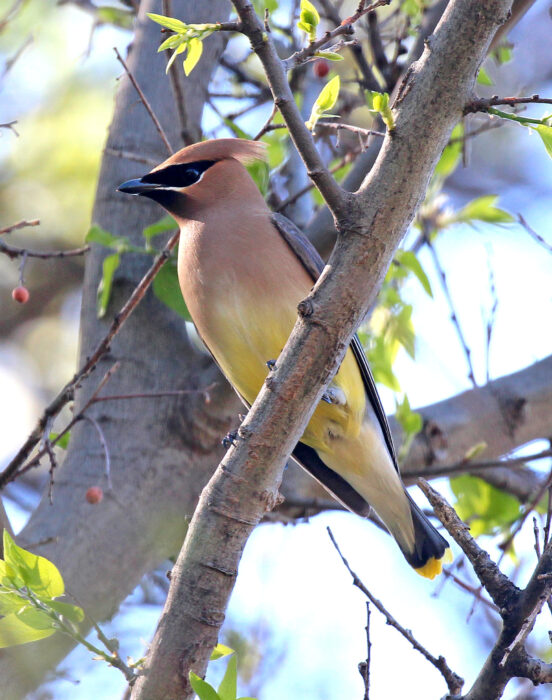 Cedar Waxwing