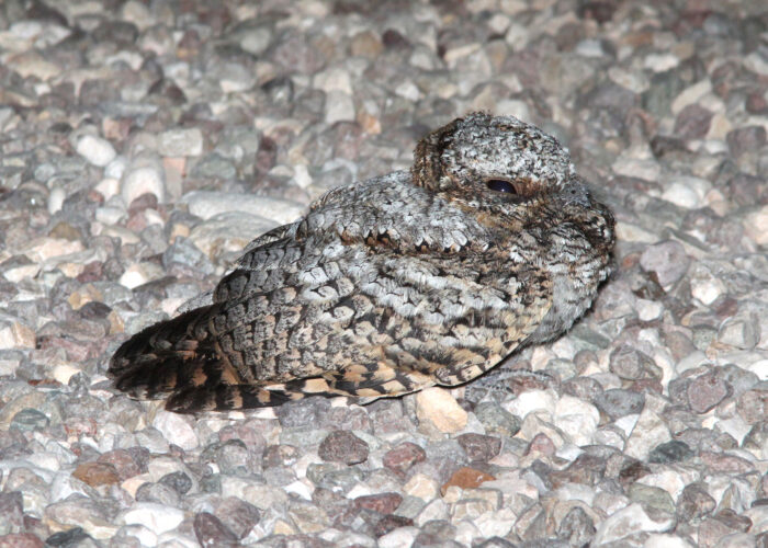 Common Poorwill