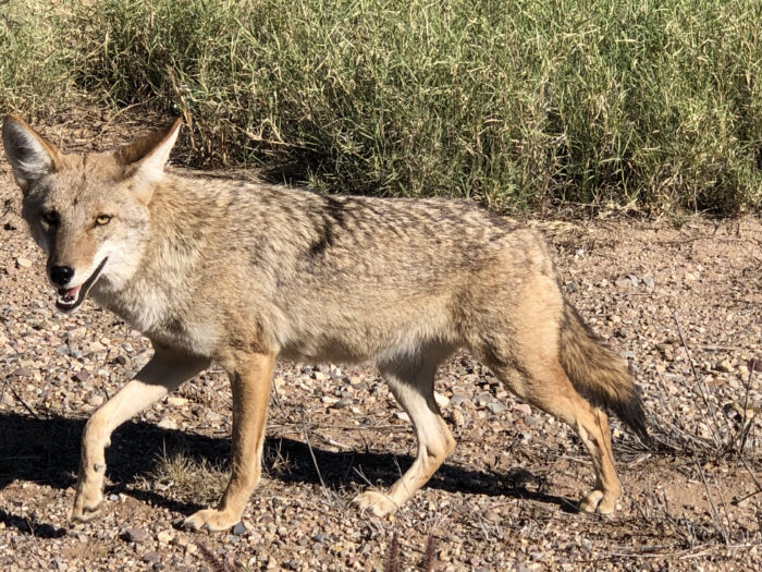 Coyote