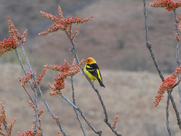 Western tanager
