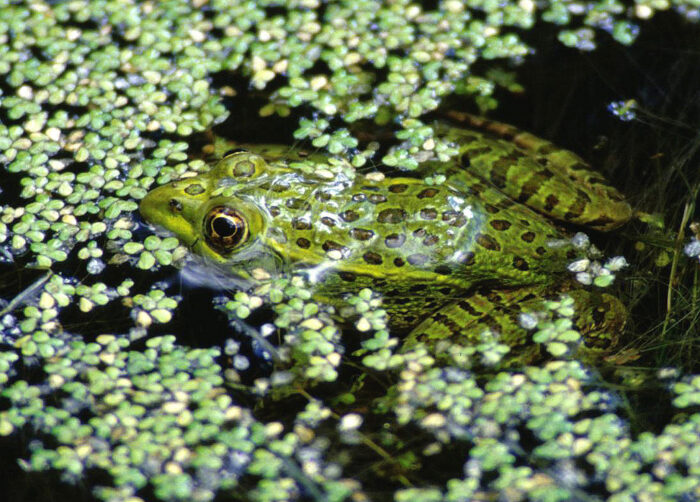 Chiricahua Leperd Frog
