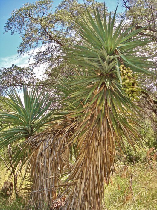Yucca