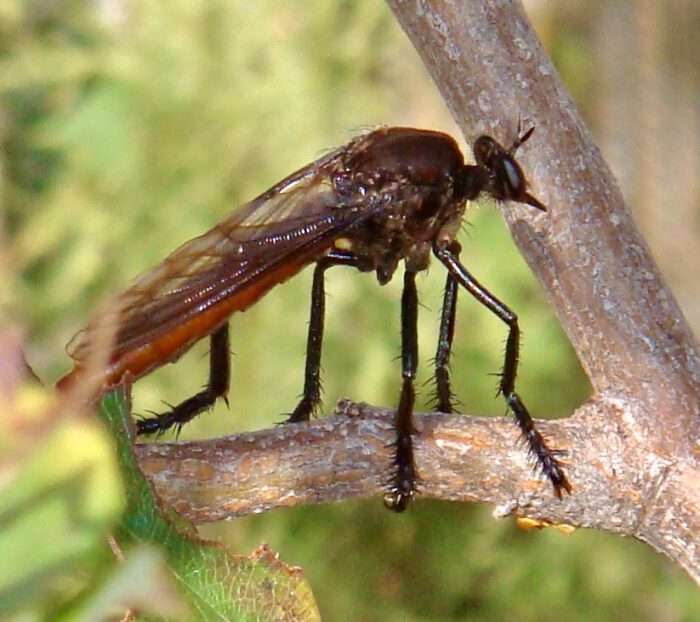 Robberfly