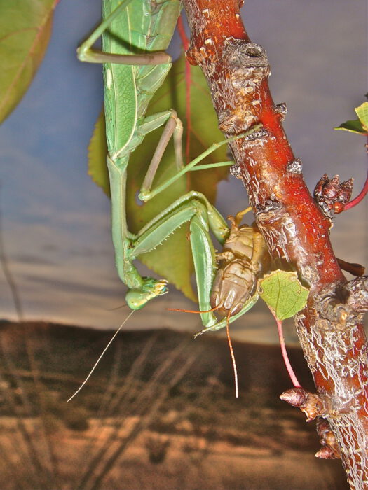 Praying Mantis