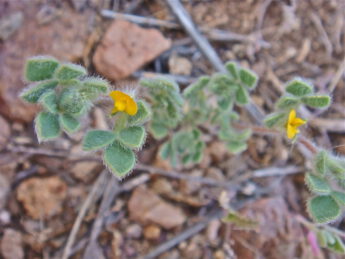 W/S Foothills Deervetch