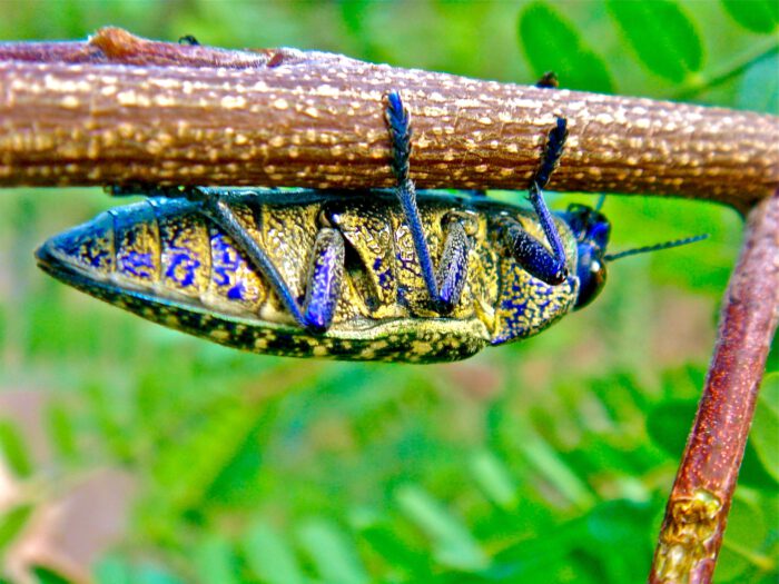 Metallic Wood-boring Beetle