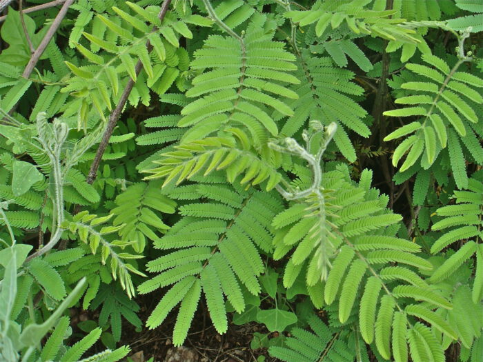 Fern Acacia