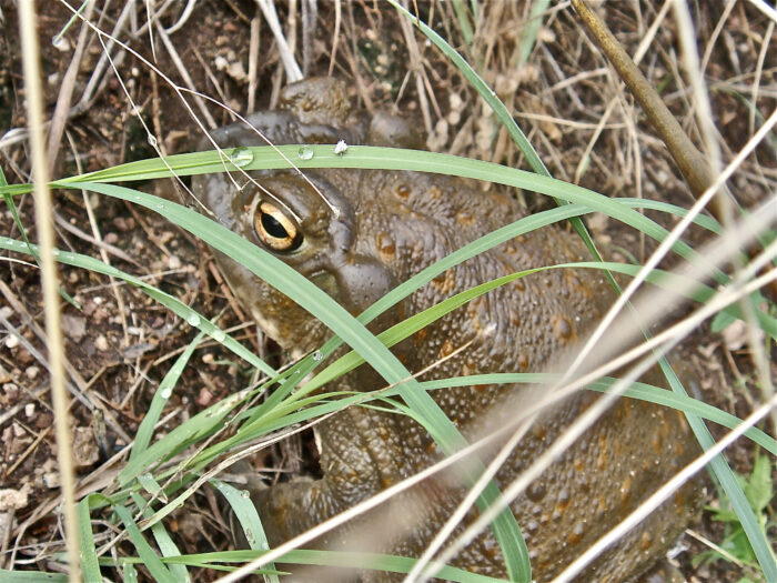 Sonoran Desert Toad