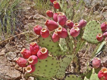 Prickly Pear