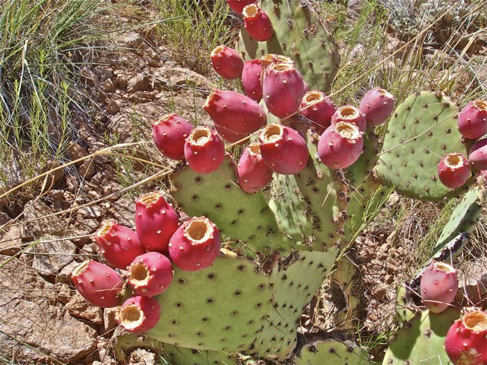 Prickly Pear