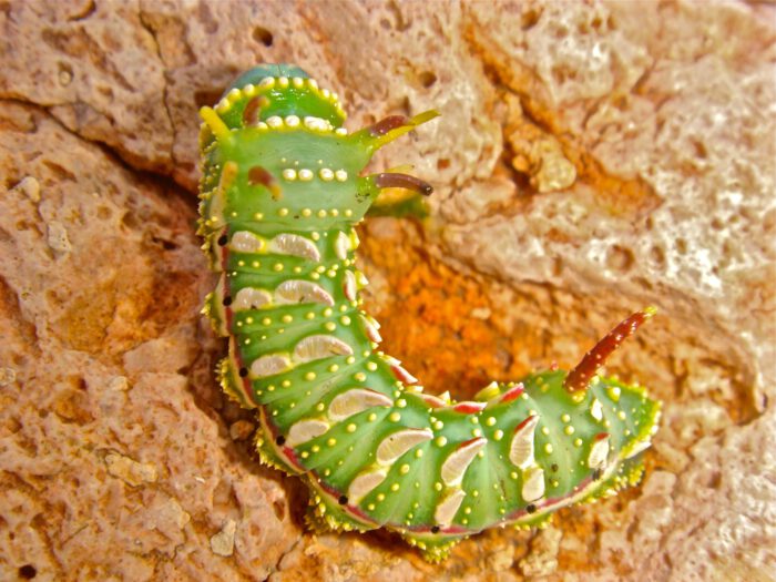Hubbard silk Moth