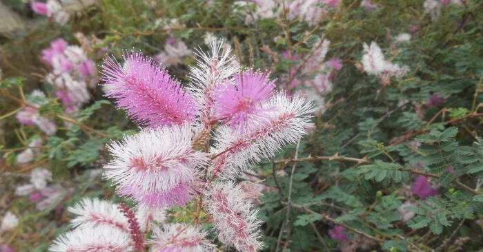 Pink Catclaw Mimosa