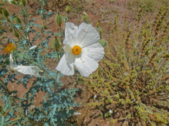 Prickly poppy
