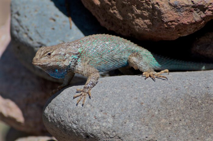 Lizard
