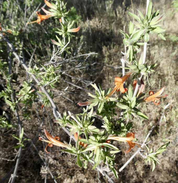 Desert Honeysuckle