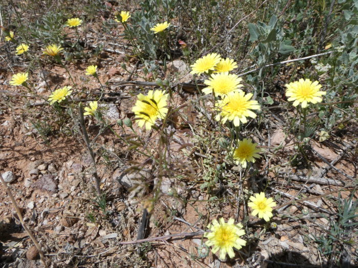 Desert Dandelio