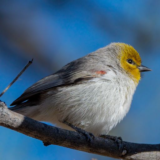 Verdin
