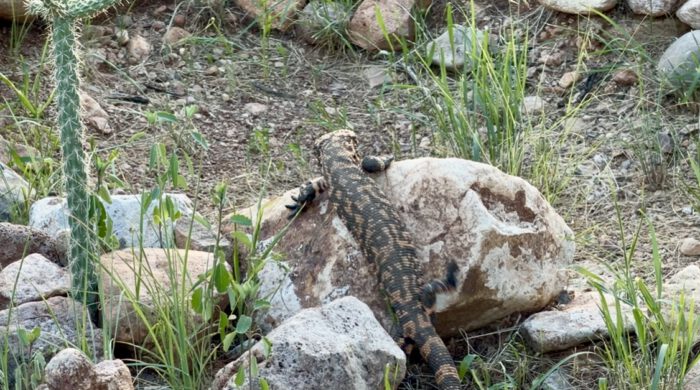 Gila Monster