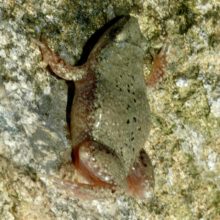Toad