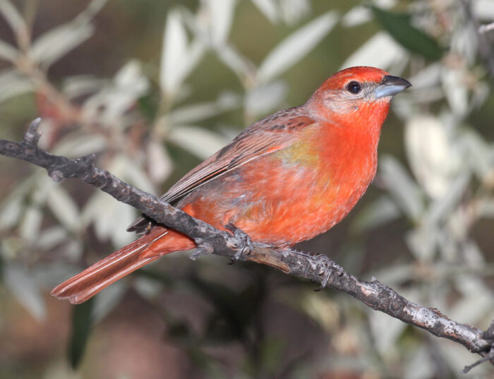 Hepatic tanager