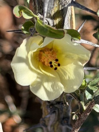 Hibiscus
