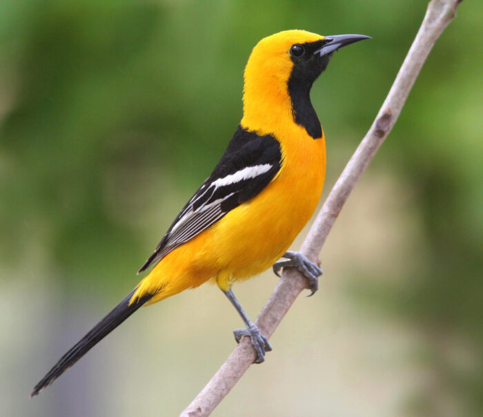 Hooded Oriole