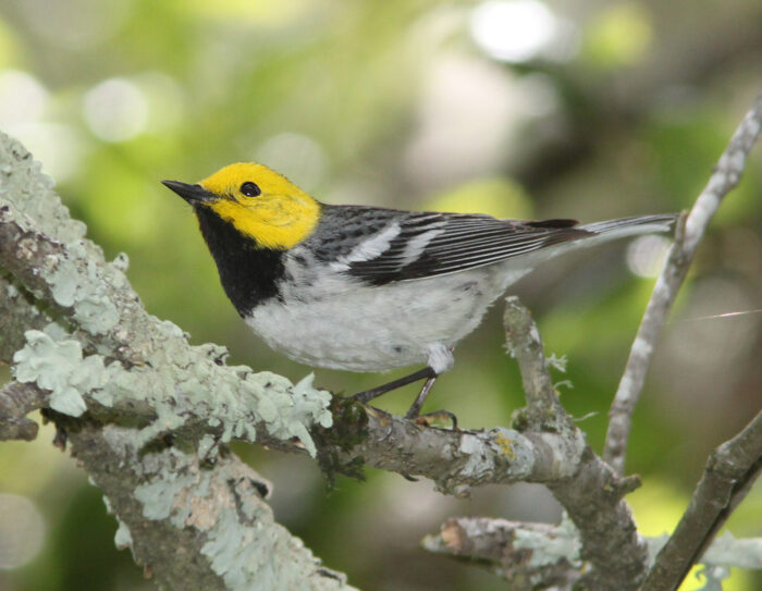 Hermit Warbler