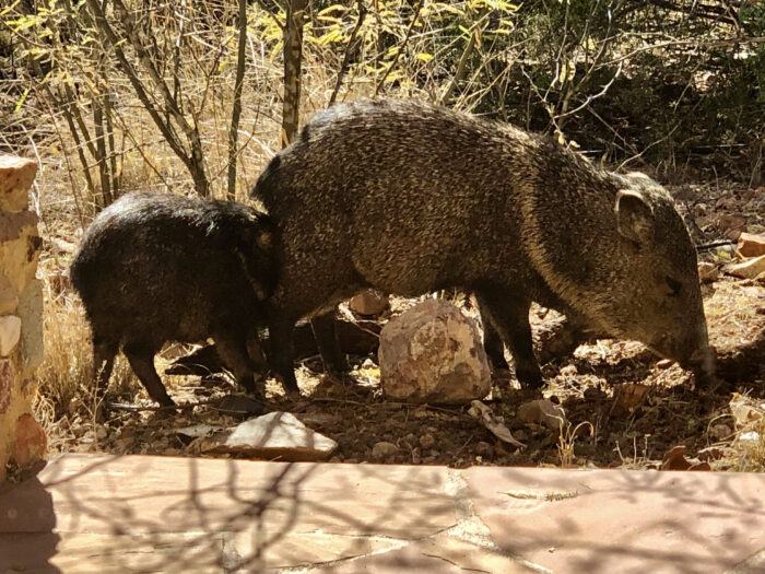 Javalina