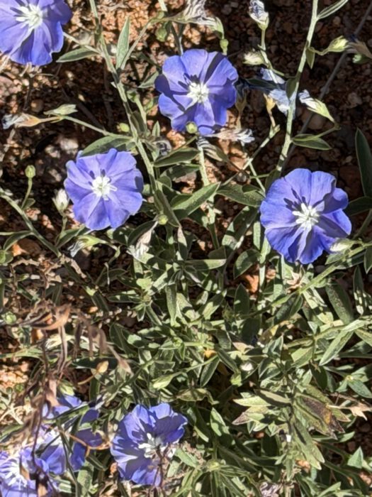 Morning Glory