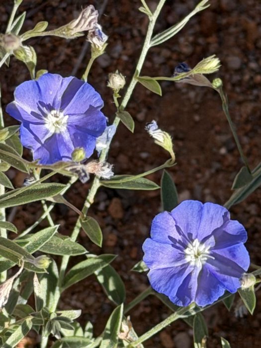 Morning Glory