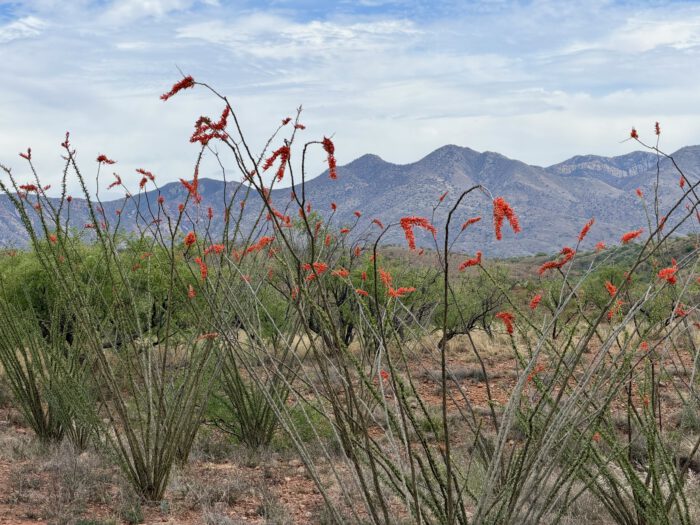 Ocotillo