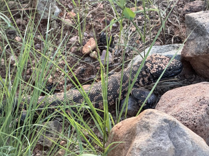 Gila Monster