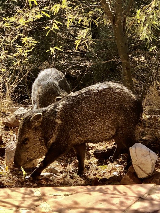 Javalina