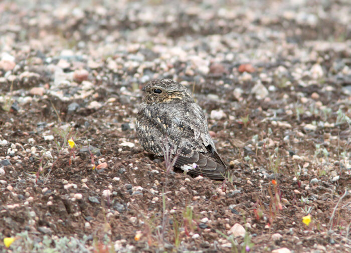 Lesser Nighthawk