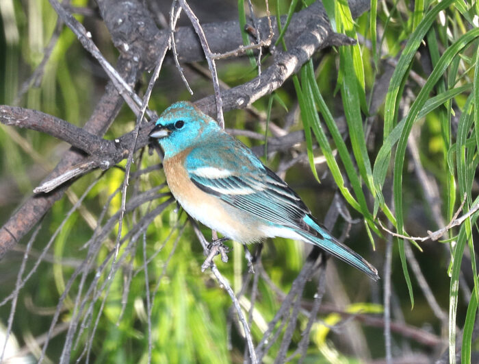 Lazuli Bunting