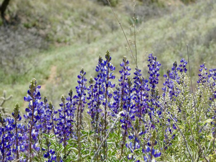 Lupines