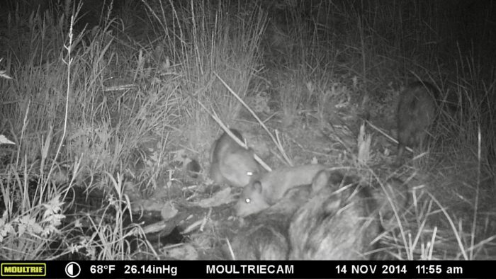 Javalinas