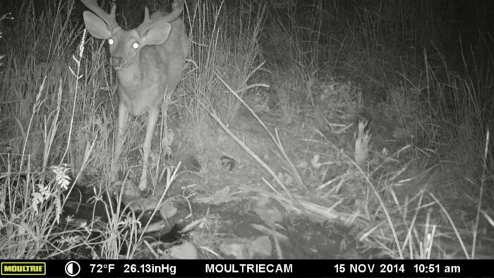 Deer