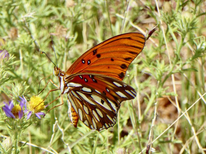 Gulf Fritillary